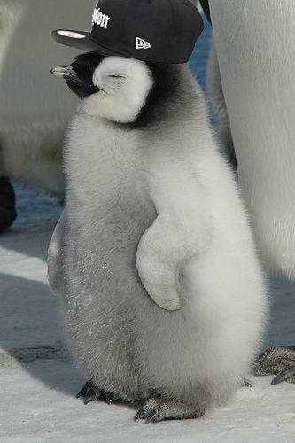 tha penguin's Photo