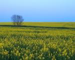 Field's Photo