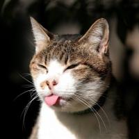 kazak's Photo
