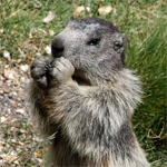 marmot's Photo