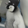 tha penguin's Photo