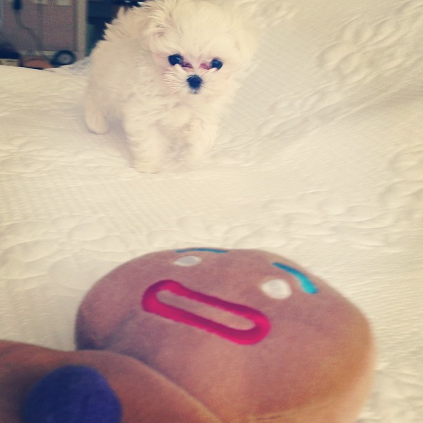 taeyeonprincegingerbreadman