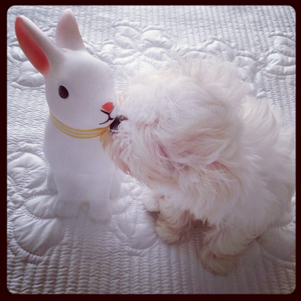 taeyeonprincerabbit
