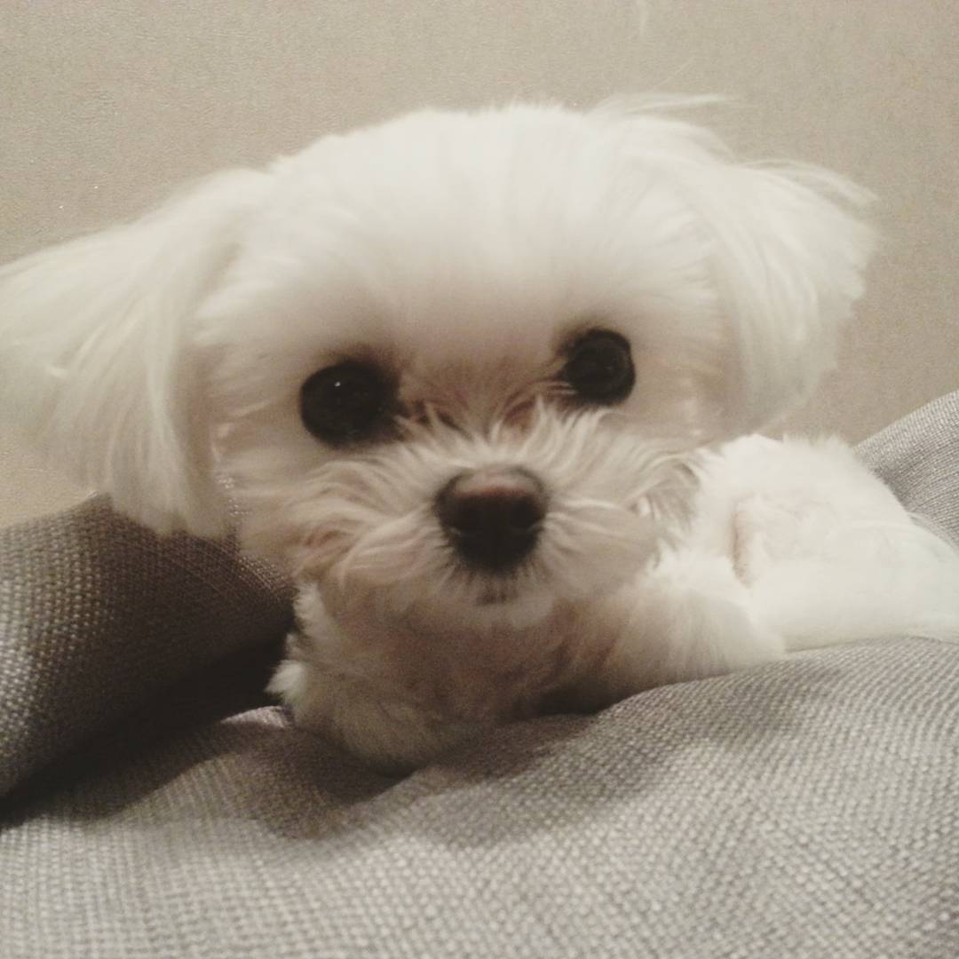 seohyundubu1